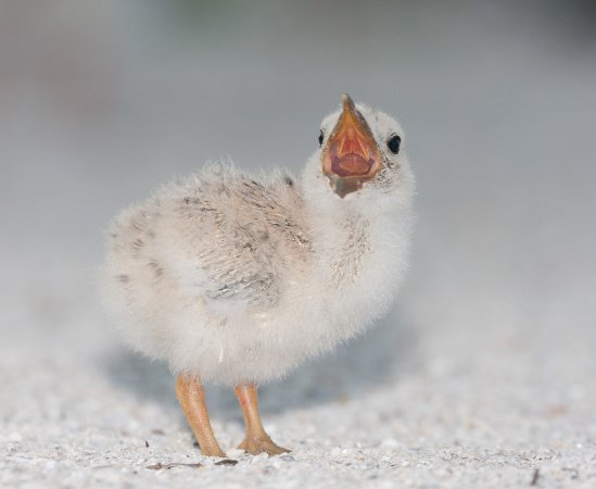 Photo (20): Black Skimmer