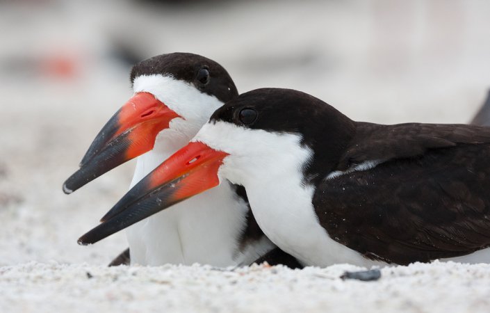 Photo (1): Black Skimmer