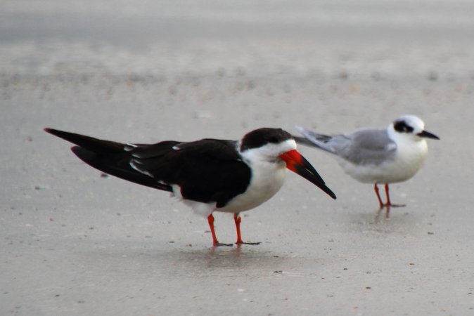 Photo (14): Black Skimmer