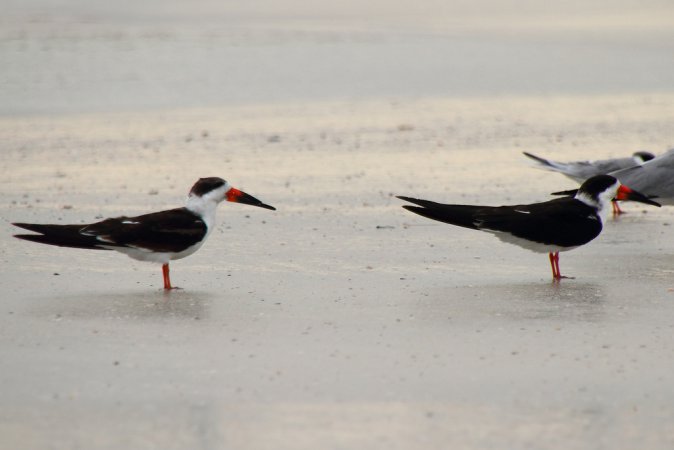 Photo (13): Black Skimmer
