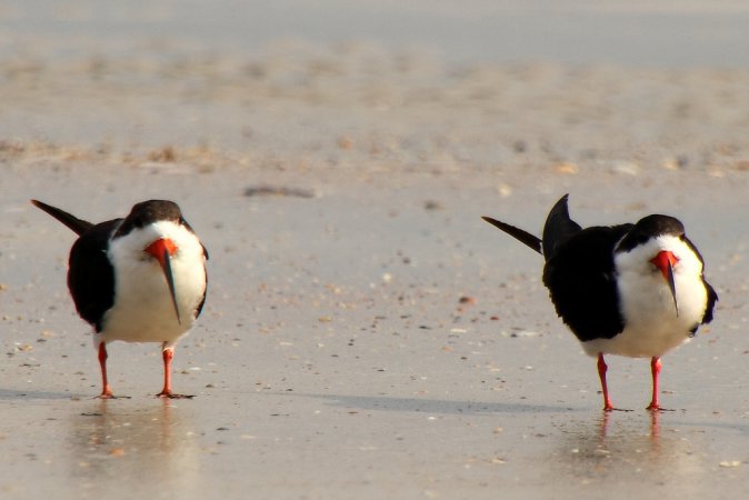 Photo (11): Black Skimmer