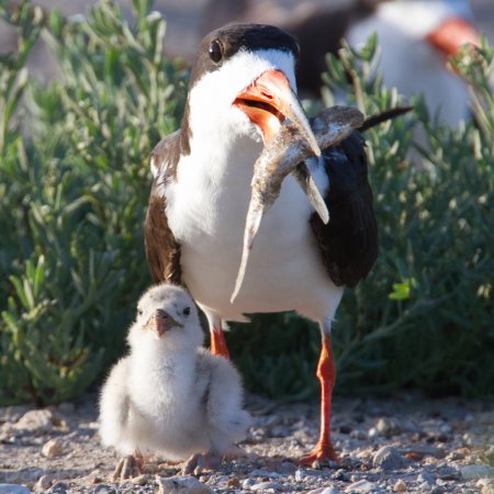 Photo (15): Black Skimmer