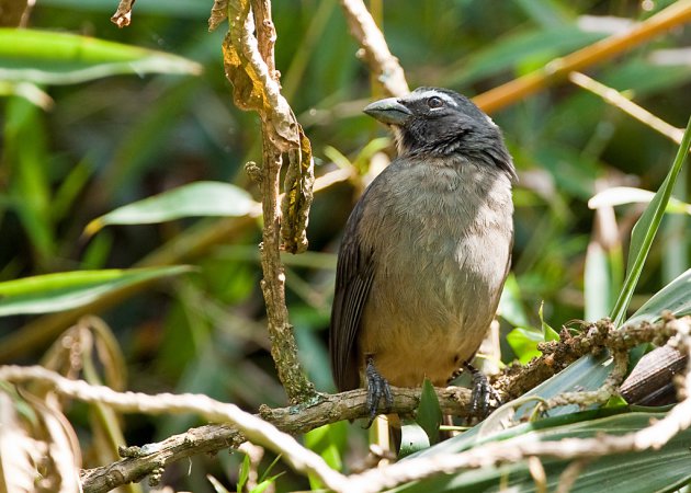 Photo (8): Grayish Saltator