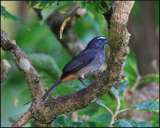 Photo (9): Grayish Saltator