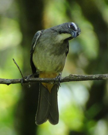 Photo (5): Grayish Saltator