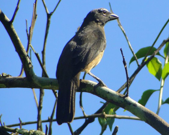 Photo (13): Grayish Saltator