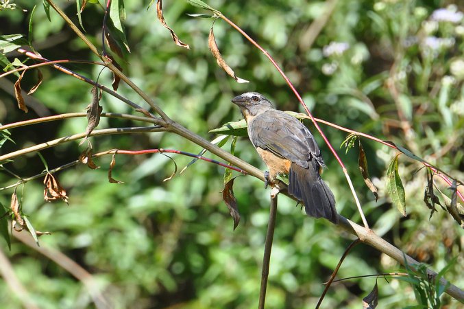 Photo (11): Grayish Saltator