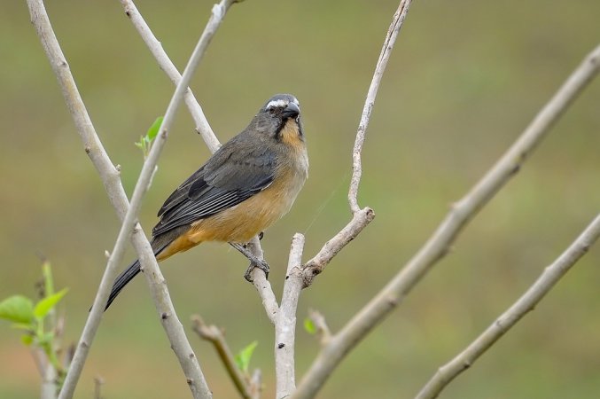 Photo (1): Grayish Saltator