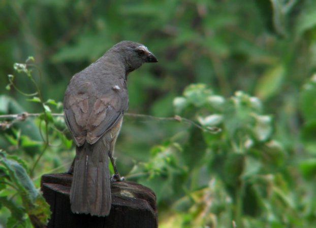 Photo (6): Grayish Saltator
