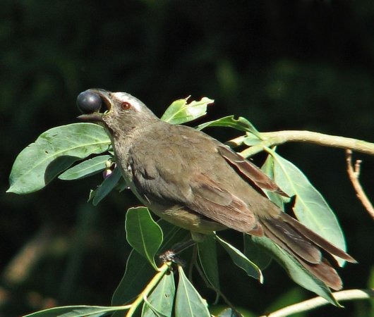 Photo (4): Grayish Saltator