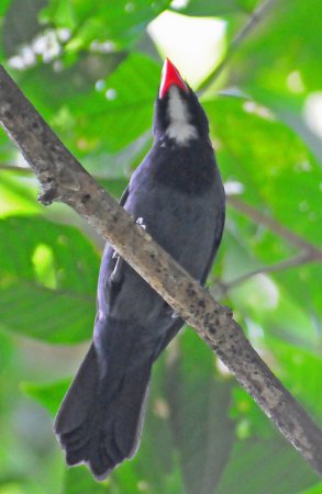 Photo (4): Slate-colored Grosbeak