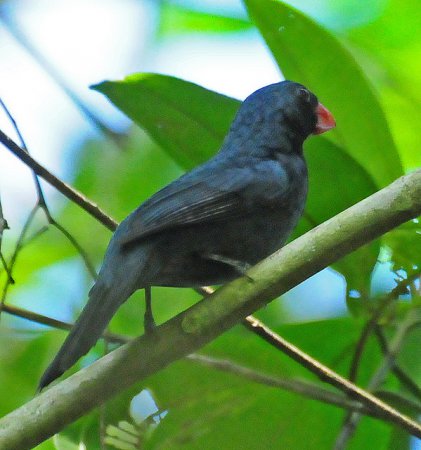Photo (2): Slate-colored Grosbeak