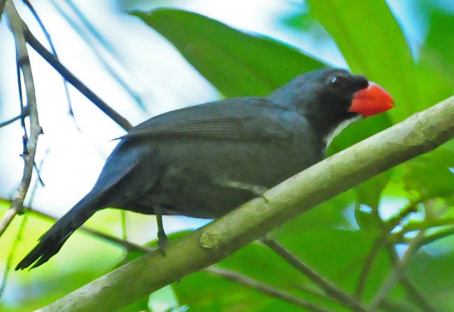 Photo (1): Slate-colored Grosbeak