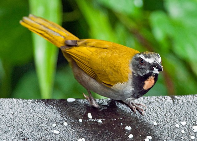 Photo (9): Buff-throated Saltator