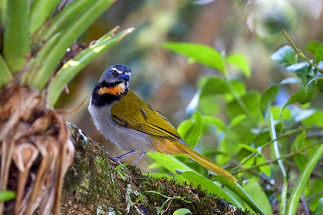 Photo (10): Buff-throated Saltator