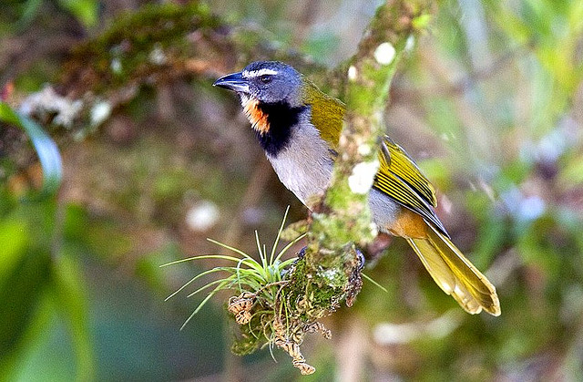 Photo (8): Buff-throated Saltator