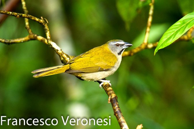 Photo (5): Buff-throated Saltator