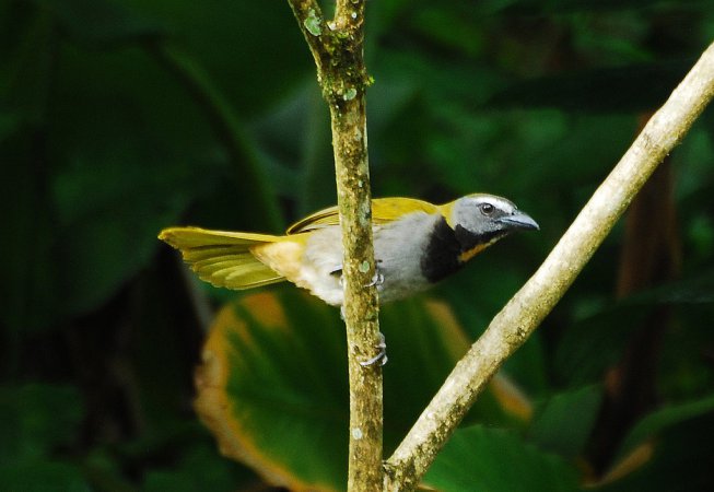 Photo (4): Buff-throated Saltator