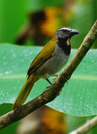 Photo (1): Buff-throated Saltator