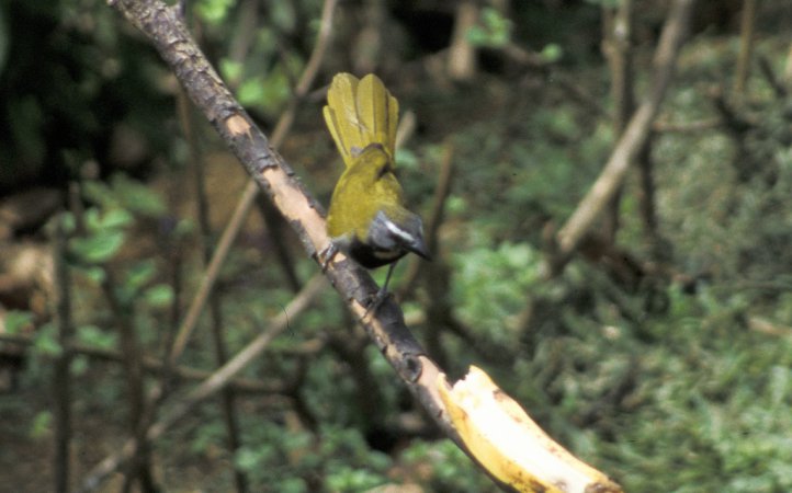 Photo (11): Buff-throated Saltator
