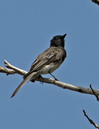 Photo (19): Black Phoebe