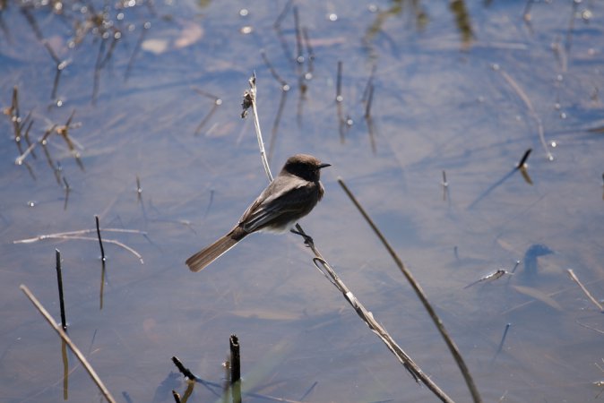 Photo (15): Black Phoebe
