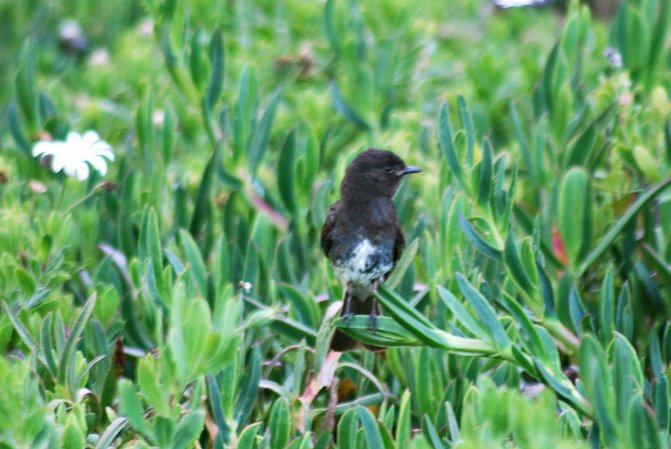 Photo (18): Black Phoebe