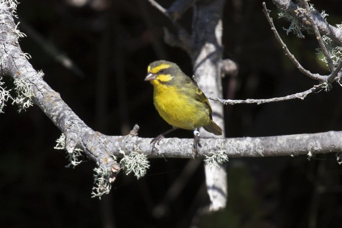 Photo (1): Yellow-fronted Canary
