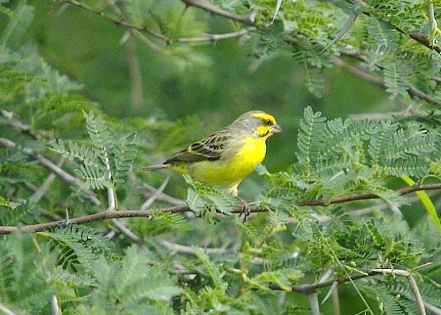 Photo (10): Yellow-fronted Canary