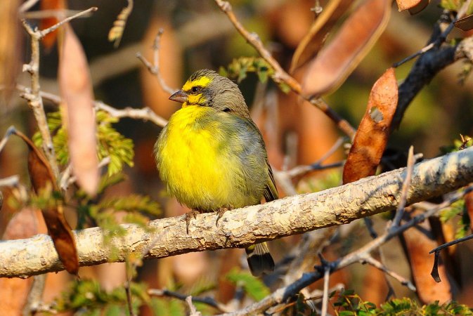 Photo (7): Yellow-fronted Canary