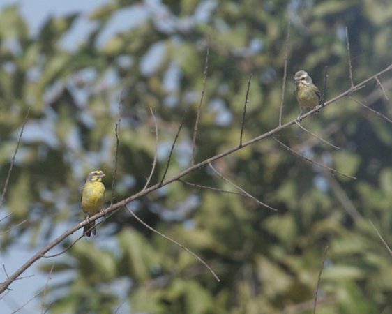 Photo (9): Yellow-fronted Canary