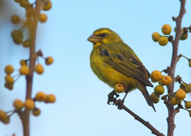 Photo (12): Yellow-fronted Canary