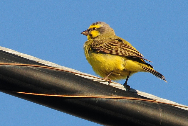 Photo (4): Yellow-fronted Canary