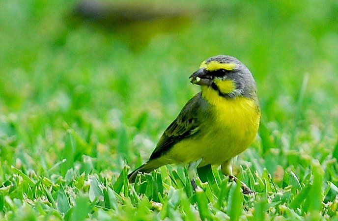 Photo (5): Yellow-fronted Canary