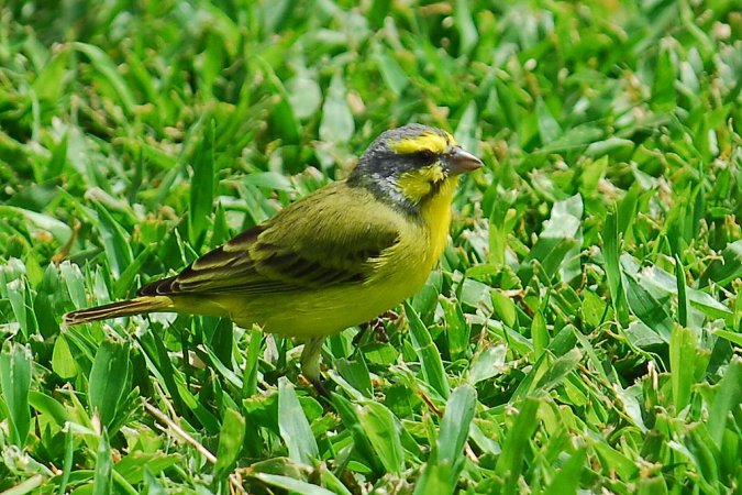 Photo (3): Yellow-fronted Canary
