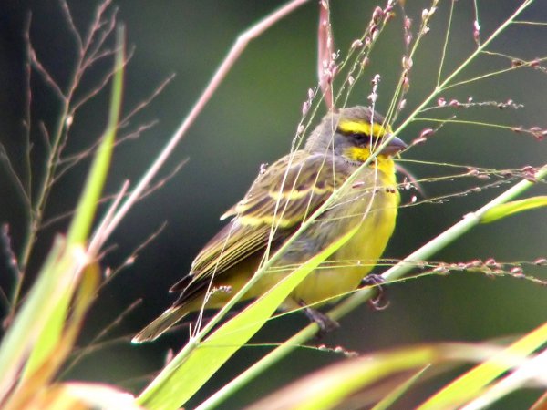 Photo (14): Yellow-fronted Canary