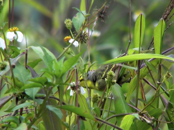 Photo (13): Yellow-fronted Canary