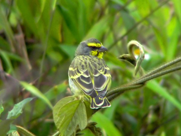 Photo (6): Yellow-fronted Canary