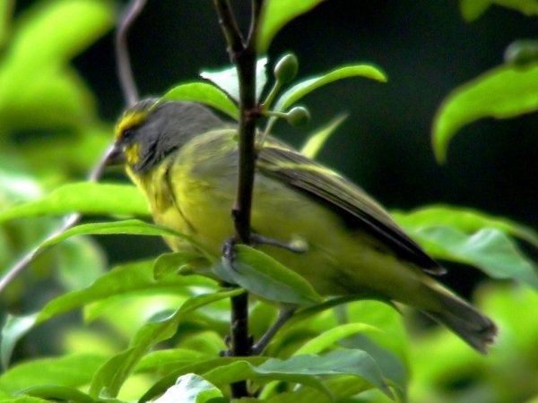 Photo (11): Yellow-fronted Canary