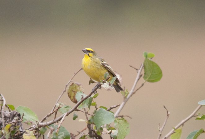 Photo (2): Yellow-fronted Canary