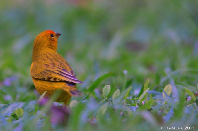 Photo (14): Saffron Finch