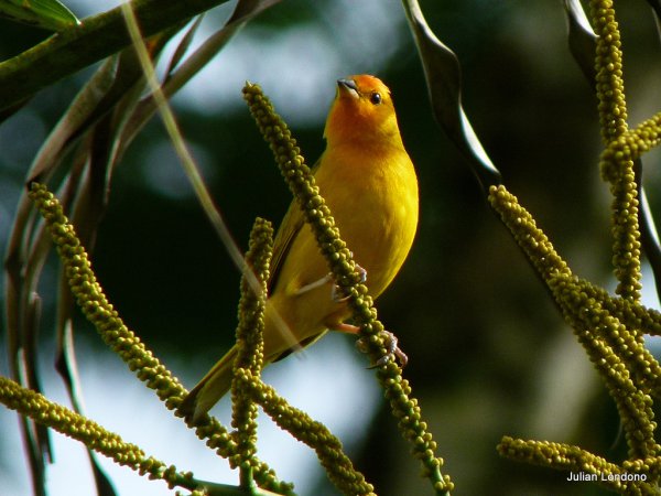 Photo (2): Saffron Finch