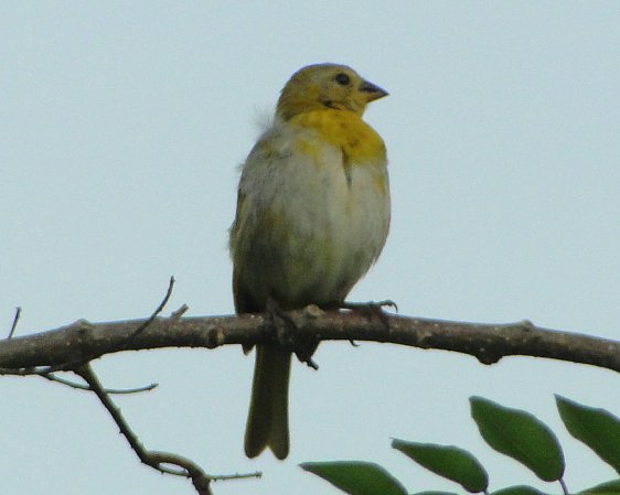 Photo (18): Saffron Finch