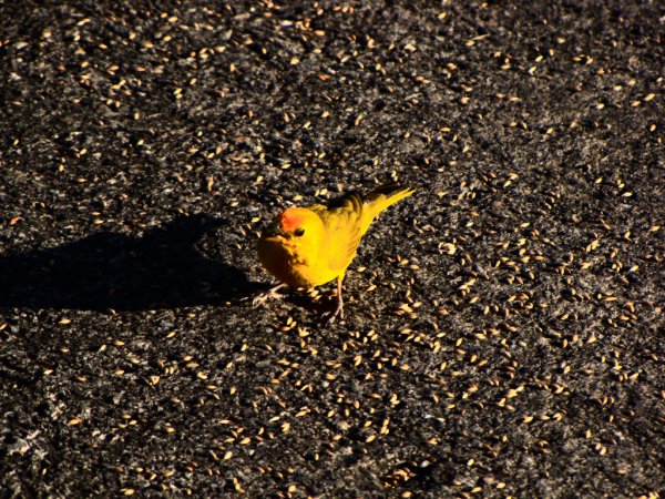Photo (16): Saffron Finch