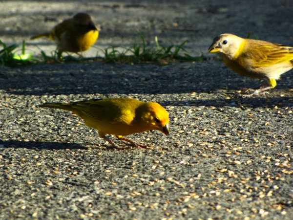 Photo (6): Saffron Finch