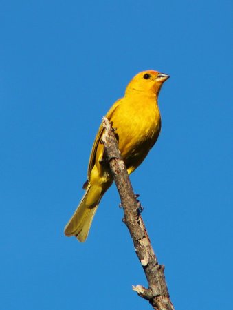 Photo (9): Saffron Finch