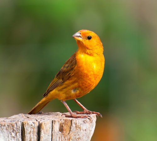 Photo (1): Saffron Finch