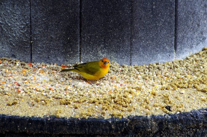 Photo (13): Saffron Finch