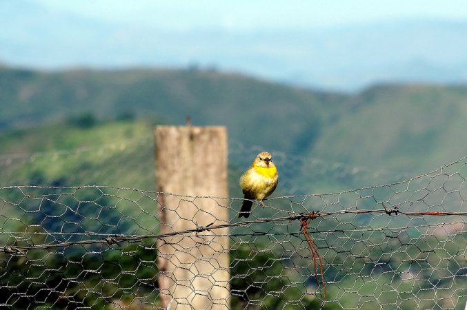 Photo (10): Saffron Finch