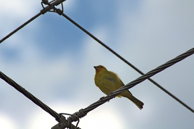 Photo (15): Saffron Finch